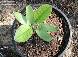 Image result for Ipomoea adenioides