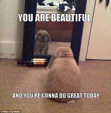 Animals Looked At Their Reflection 20 Funny Pictures Funnyfoto Kittens Funny Funny Looking Cats Animals