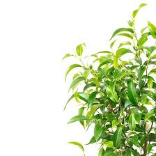 Image result for Ficus benjamina