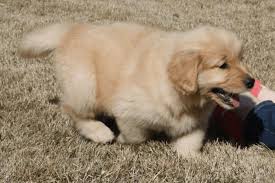 Free feeding makes it hard to see just how much your dog is eating. When To Switch From Puppy To Adult Food Golden Retriever Love