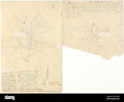 Image result for Kanahia laniflora