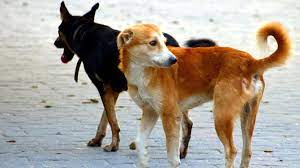 rudraprayag parvo virus in dogs and puppies many dogs died know what is  parvo virus uppm | इंसानों में कोरोना और कुत्तों में पार्वो का कहर,  दिन-ब-दिन खराब हो रही है उत्तराखंड