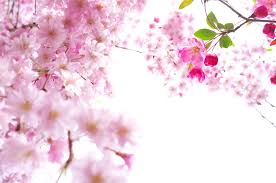 Maybe you would like to learn more about one of these? 48 Sakura Wallpaper Hd On Wallpapersafari