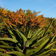 Image result for Aloe barendii