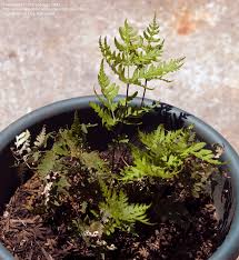 Image result for Aleuritopteris