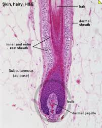 Skin Wth Hair Follicle In Subq Histology Integumentary System Study Of Tissues Hair Follicle