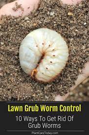 Lawn Grub Trouble Learn 10 Ways To Get Rid Of Grub Worms Grub Worms Garden Grubs Lawn Pests