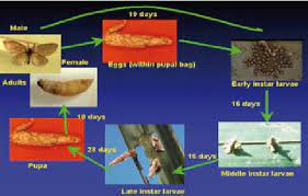 Terhadap ulat bungkus, metisa plana walker dan applikasinya dengan pengabut dan penyembur kabus telah dikaji pada kelapa sawit berumur tiga tahun. 2 Pupal Cases Of M Plana Download Scientific Diagram