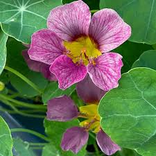 Image result for Nasturtium