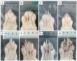 Image result for scabies rabbits ears