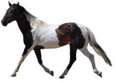 Pin Em Horses