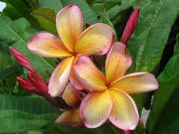 The Plumeria Cleopatra One Available Tropical Flowers Plumeria For Sale Frangipani
