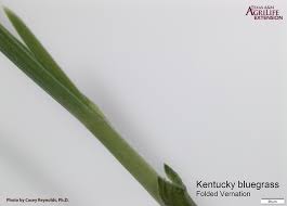This should further improve turf density and provide for recuperative potential if a turf stand is damaged. Kentucky Bluegrass And Hybrid Bluegrass Aggieturf