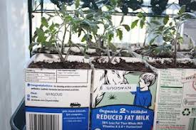 Tomato Seedlings In Milk Cartons Tomato Seedlings Seedlings Tomato Garden