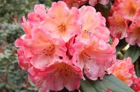 Rhododendron Honey Butter Yellow And Orange Blooms Will Etsy In 2020 Container Plants Season Plants Rhododendron