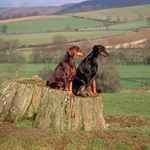 My wife and i were extremely impressed with tony and the ranch where these puppies were whelped. Puppyfind Doberman Pinscher Puppies For Sale