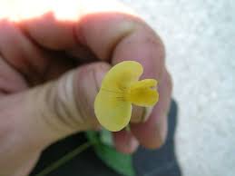 Image result for Vigna hosei