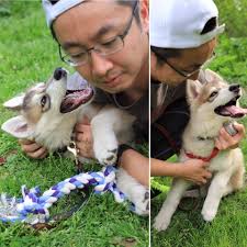 Irish wolfhound puppy spends most of its formative years inverted