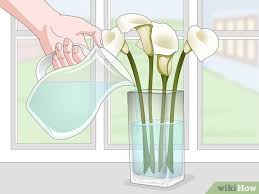 Cut calla lilies can last up to 2 or 3 weeks in a vase. 3 Ways To Keep Cut Calla Lilies Fresh Wikihow