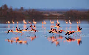 Les flamants roses présentent un fort attachement à ce site, unique lieu de reproduction en france depuis les années 1. Le Flamant Rose Salin De Giraud Tarifs 2021