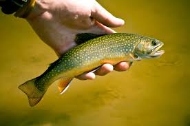 Check out these cute traditional designs from john seagull @reverend.bird.tattoos @seagull.art.co. Small Stream Trout Fishing Fly Fishing Gink And Gasoline How To Fly Fish Trout Fishing Fly Tying Fly Fishing Blog Part 2