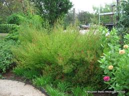 Image result for Anisacanthus