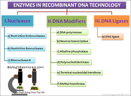 Biology Exams 4 U Recombinant Dna Dna Technology Enzymes Biology