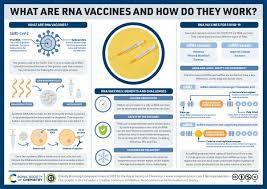 The virus uses proteins on its outer surface, called. Compound Interest On Twitter An Rna Vaccine Produced By Pfizer Biontech Was Approved For Use In The Uk Today Here S A Graphic Made With Roysocchem Explaining How These Vaccines Work Https T Co Z1jm1czn6s