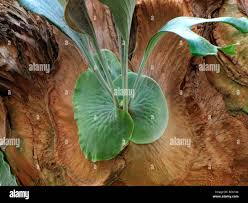 Image result for Platycerium stemaria