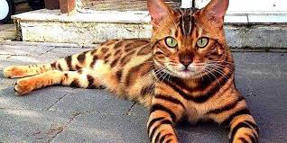 As in, a bengal and main coon mix could have equal traits from each breed. Why You Should Think Twice Before Buying A Bengal Cat The Dodo