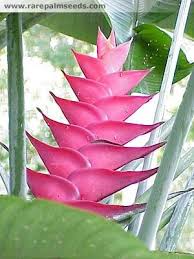 These tropical plants add a decorative element to your space and give that natural look to your living spaces. 780 Tropical Beauties 1 Ideas In 2021 Planting Flowers Plants Beautiful Flowers