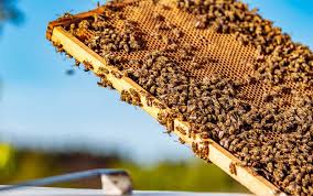 Ape Regina: come prendersene cura in apicoltura