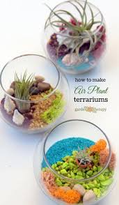 Shop By Category Ebay Air Plants Air Plant Terrarium Terrarium