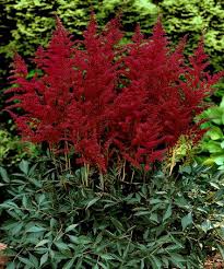 Pin On Garden Beauties