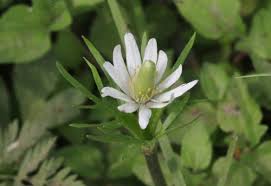 Image result for Clematis uhehensis