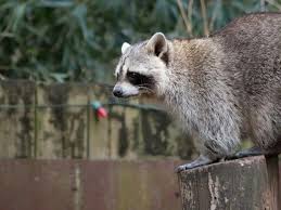 Check spelling or type a new query. How To Get Rid Of Raccoons From Your Backyard