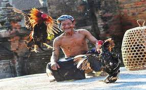 Dulu tajen biasa dilakukan di tempat khusus, yakni di wantilan yang umum ada di setiap desa. Mengenal Pengayam Ayaman Panduan Menang Di Arena Sabung Ayam Bali Kintamani Id