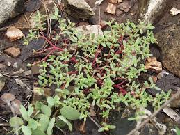 Image result for Portulaca kermesina