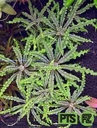 Image result for Pogostemon rogersii