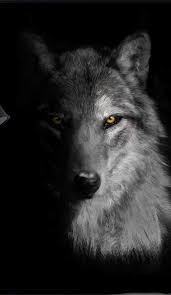 That's why we developed this handy bathroom vent fan cfm calculator! Wolf Wallpapers Hintergrund Hupages Iphone Hintergrundbilder Herunterladen Wolf Wallpapers Hintergrun Wolf Wallpaper Wolf Pictures Wolf Spirit Animal