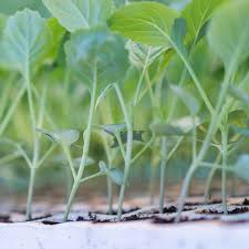 Image result for Brassica