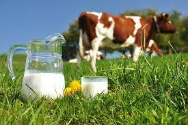 How Much Milk Does A Cow Produce In A Day