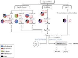 Lignocellulosic Degradation Pathway And Its Related Enzymes