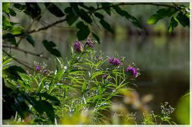 Common Ironweed