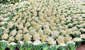 Image result for শীতকালীন সবজি চাষ