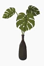 Download Premium Png Of Swiss Cheese Plant In A Vase Sticker 2023352 In 2020 Plant Illustration Swiss Cheese Plant Philodendron Plant