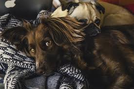 For more information, please call recipients: Pet Food That S Healthy Raw Pet Pantry Co
