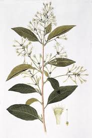 It's a tropical evergreen in the nightshade family that grows wild in the caribbean and central america. Night Blooming Jasmine Facts And Health Benefits