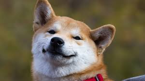 #dogecoin #memes #crypto #cryptocurrency #doge #tothemoon #wow #muchfunny #suchmemes #moon #doonlygoodeverday #1doge1doge #mothersday2021 #mothersday #mothersdaygift #gift. Can T Keep A Good Dog Down Meme Token Dogecoin Spiked Over 500 This Year Altcoins Bitcoin News