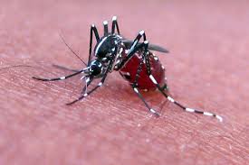 There are two ways to combat mosquito one is to repel them by chemicals like all out, mortein, odomos etc and other is to use chemical attractant to attract them towards trap and finally kill them. How To Get Rid Of Mosquitoes Dengarden